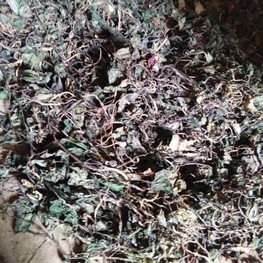 大邑县 花叶细辛