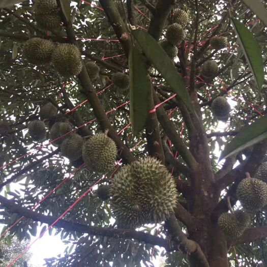 昆明 泰国香甜脆糯榴莲产地直发