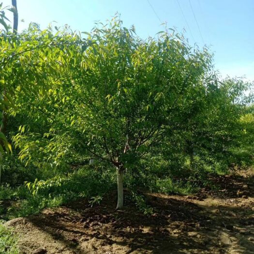 博野县山桃苗  八公分精品山桃