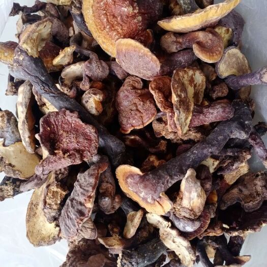 楚雄市灵芝，精品灵芝