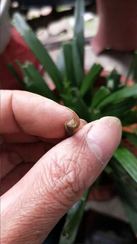 黑黄皮果苗  紫肉黄皮苗！