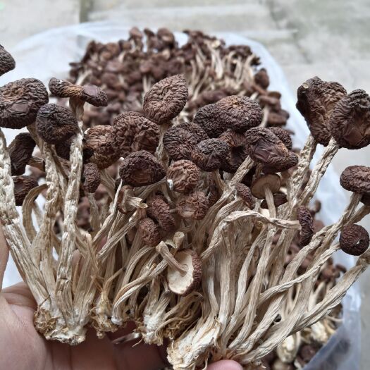 广昌县广昌5号茶树菇 5号菇