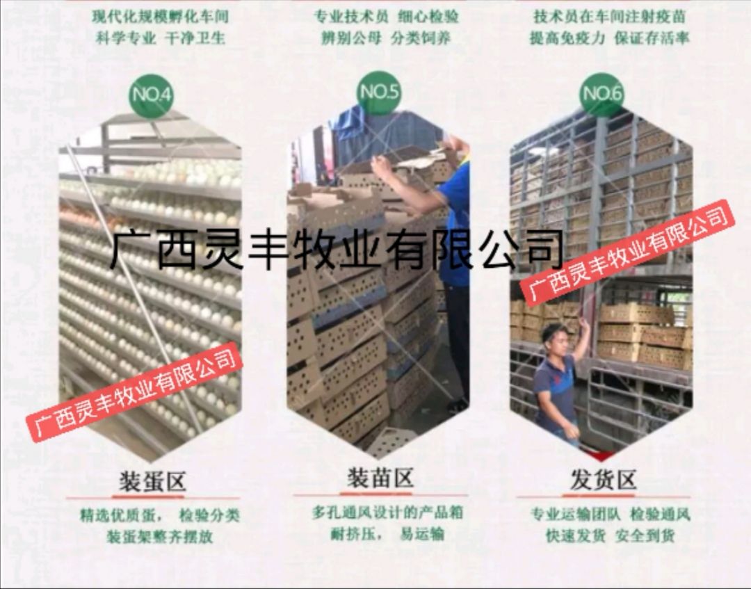 乌骨鸡苗  竹丝鸡苗 白凤乌鸡苗，包运输成活，灵丰孵化场供应