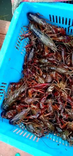 鄱阳县青壳小龙虾 大红6-9钱