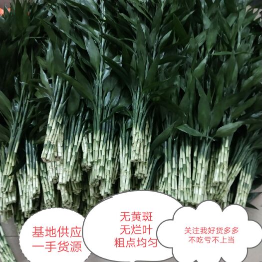 海口基地批发 一手货源 承接电商合作 价格实惠