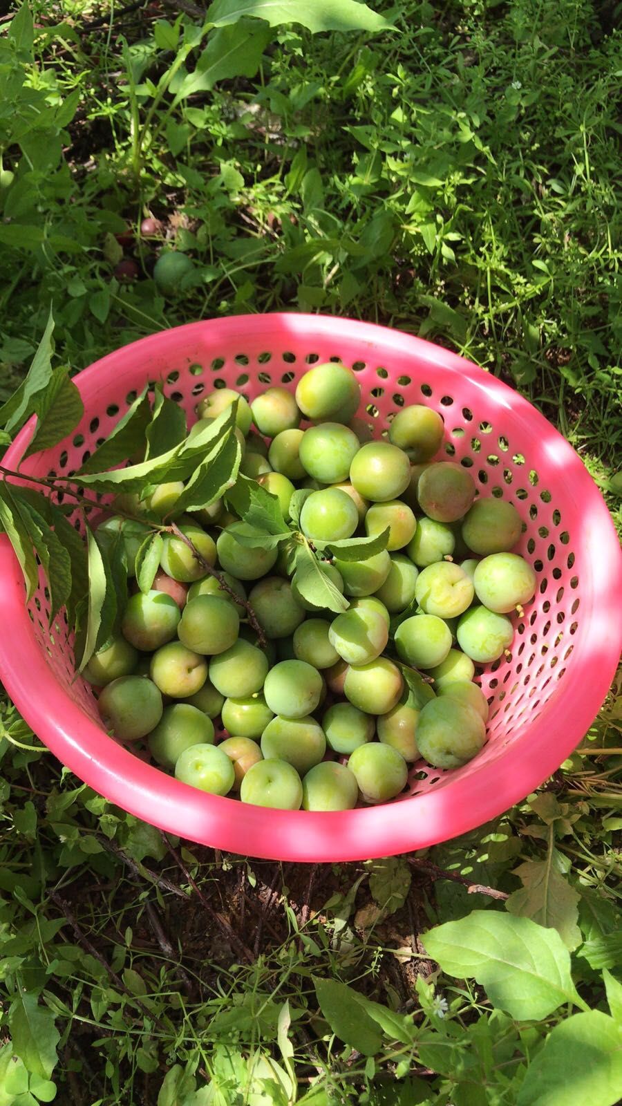 广西青李三月李子水果新鲜脆李珍珠酸李子现货