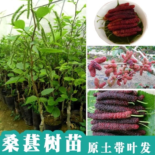 灵山县长果桑苗  无籽大十果桑苗长桑果树当年结果 桑葚嫁接苗