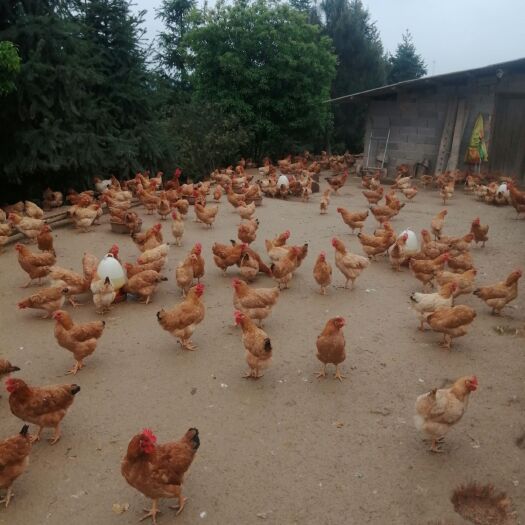 宁都县土鸡 我有，，，，，，，，，，，，，，，，
