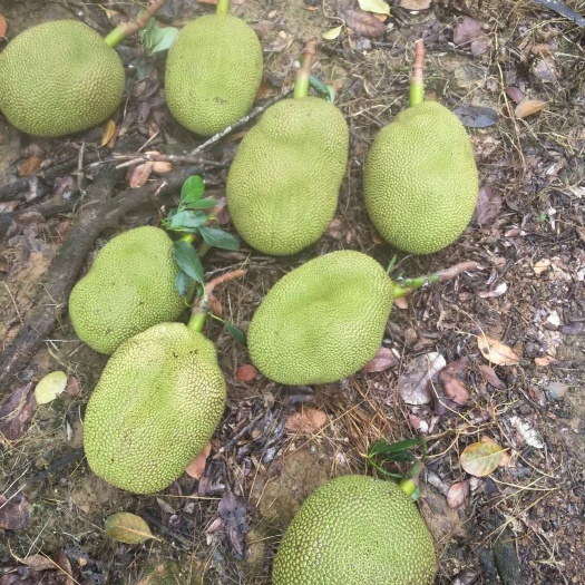 高州市 有靓的本地菠萝蜜，本地苹果蕉，