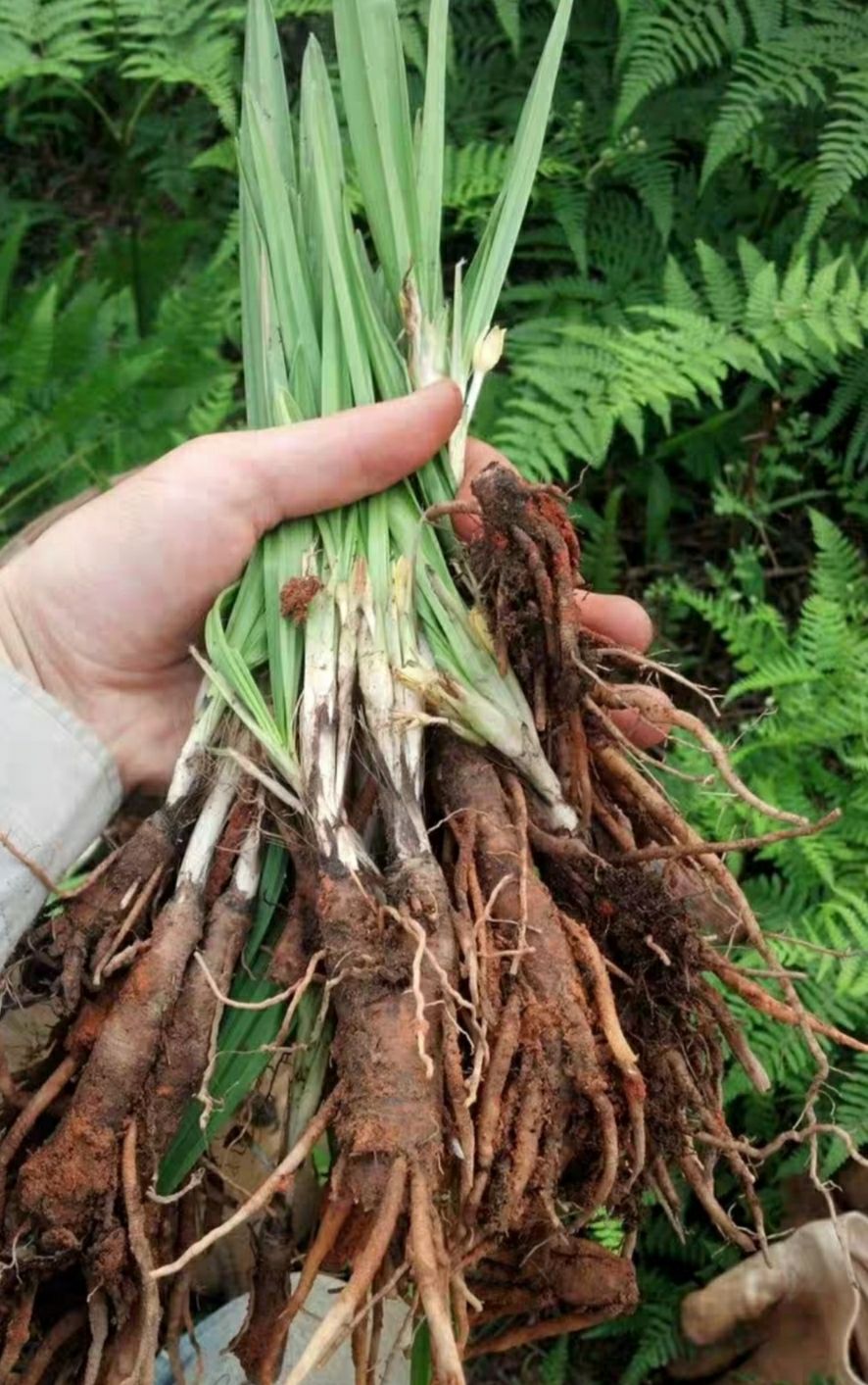 雲南生態仙茅 精品中藥食材 可燉肉,煲湯,滋補泡酒