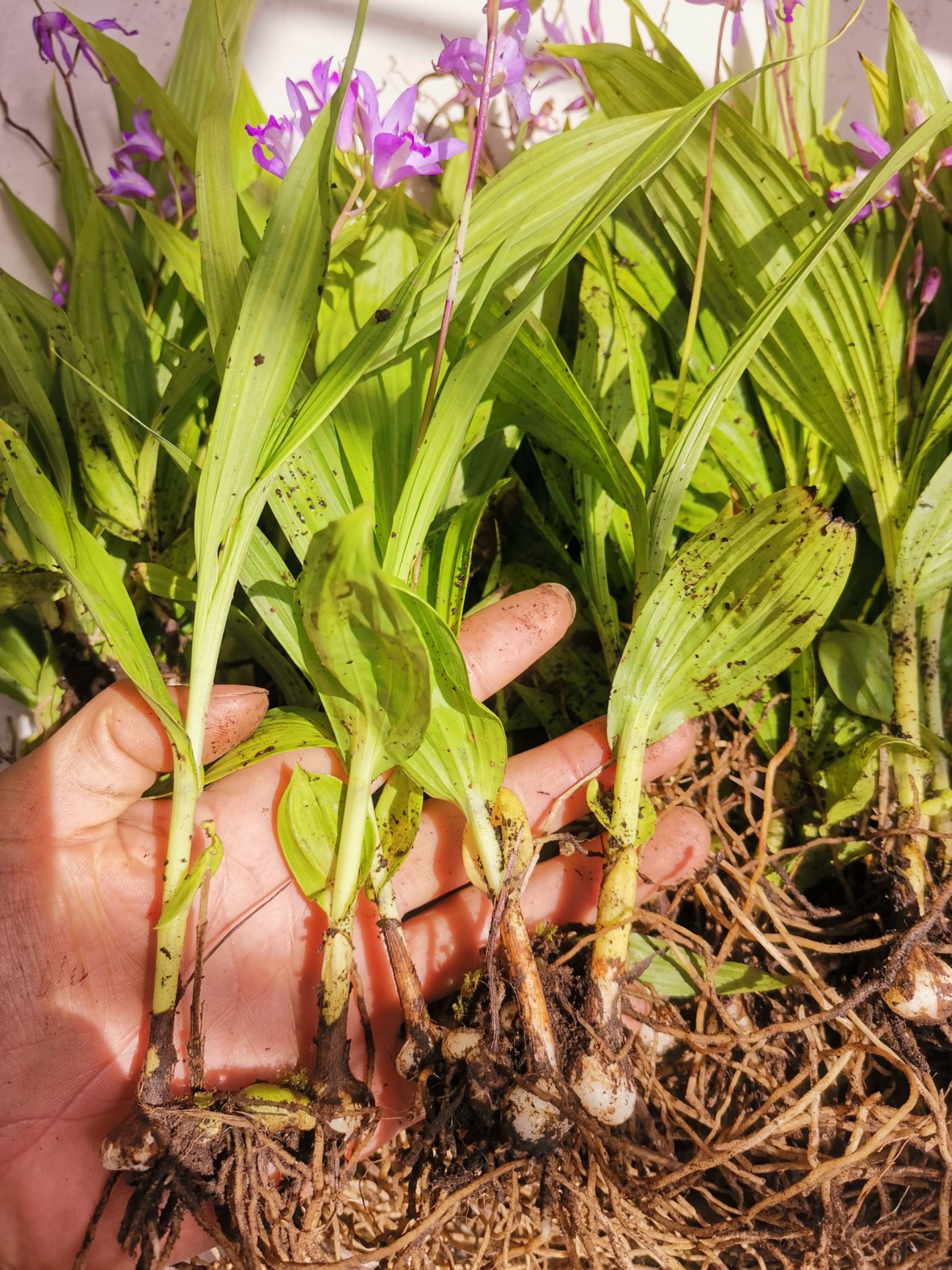  紫花三叉白芨苗
