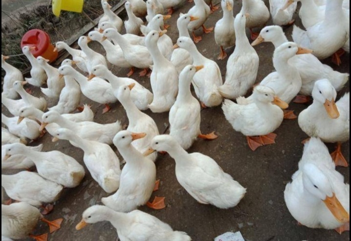 昆明白鸭苗  云南正宗北京鸭苗【热卖促销】品质优良，孵化场直供，