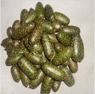 软枣猕猴桃苗  野猕猴桃苗羊奶果软枣猕猴桃牛奶果大苗当年结果