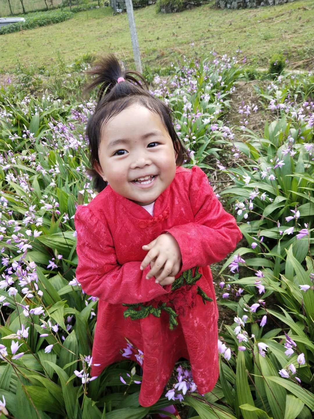 紫花白芨苗 恩施大山深山沟宽叶紫花三叉白芨、白及种子、种茎、种苗干货成品