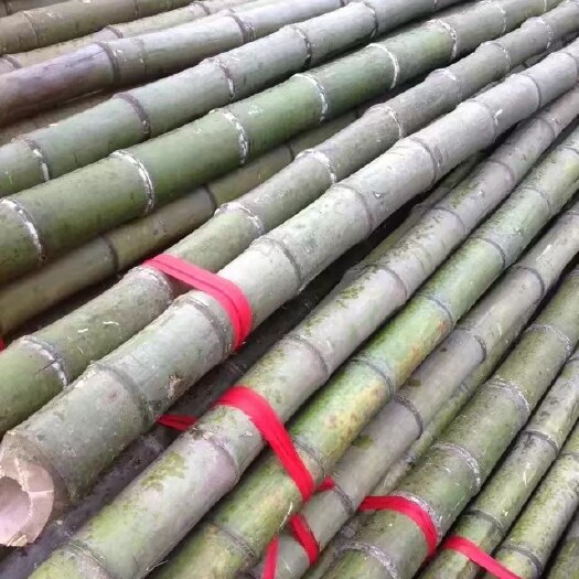 湖州淡竹厂家大棚竹竿养殖搭棚竹竿蔬菜基地搭棚竹子