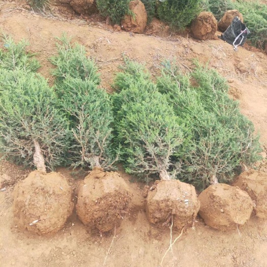 河南桧柏  桧柏 蜀桧 桧柏基地低价直销