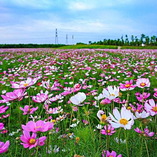 沭阳县波斯菊种子 花种四季种开花易活波斯菊室内盆栽太阳花种子