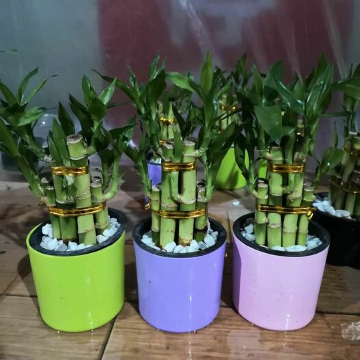 漳州 富贵竹批发