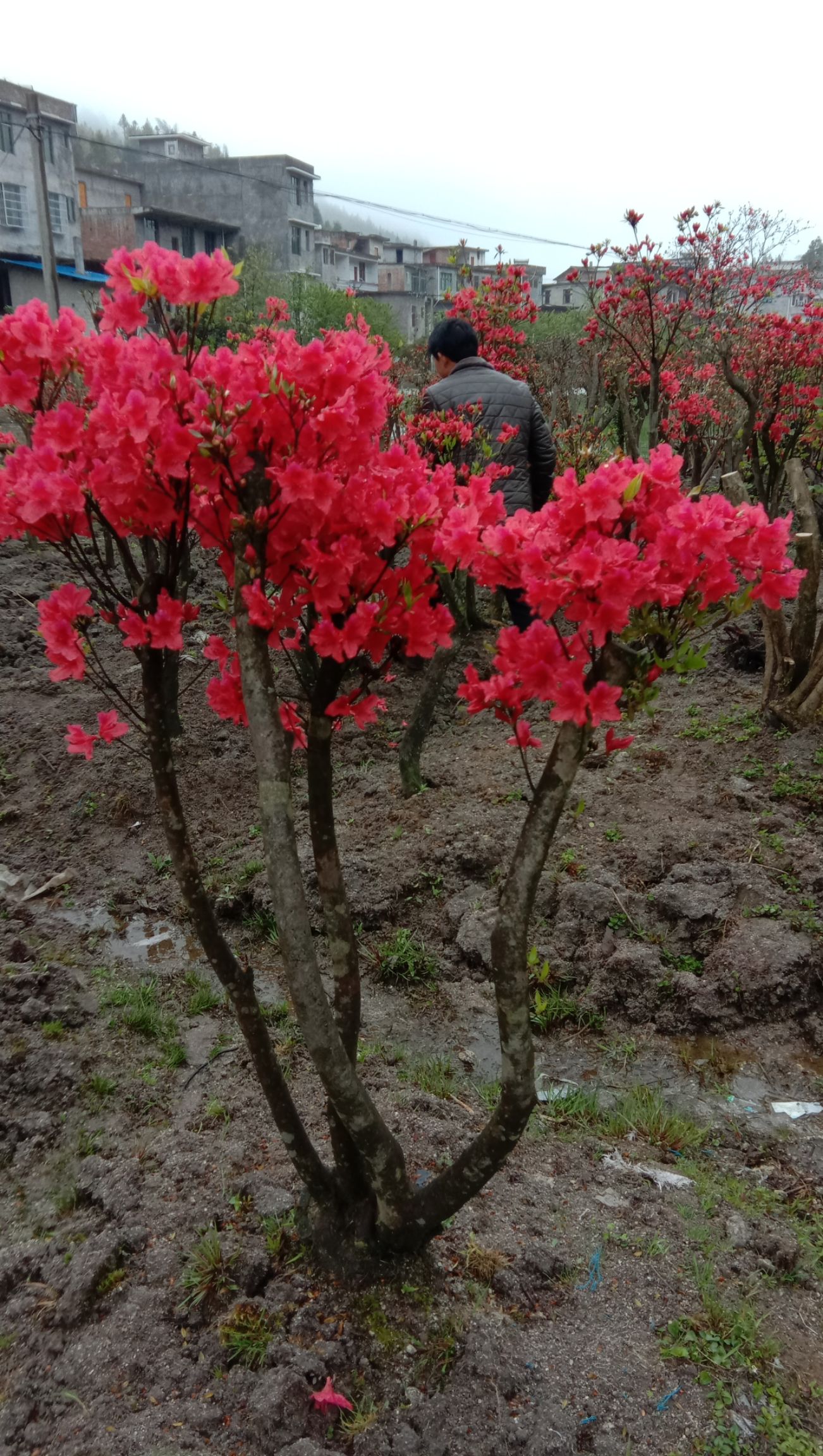 [映山紅批發] 國旗映山紅,歡迎選購價格180元/棵 - 惠農網