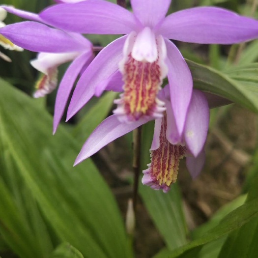 紫花白芨苗 恩施大山深山沟宽叶紫花三叉白芨、白及种子、种茎、种苗干货成品