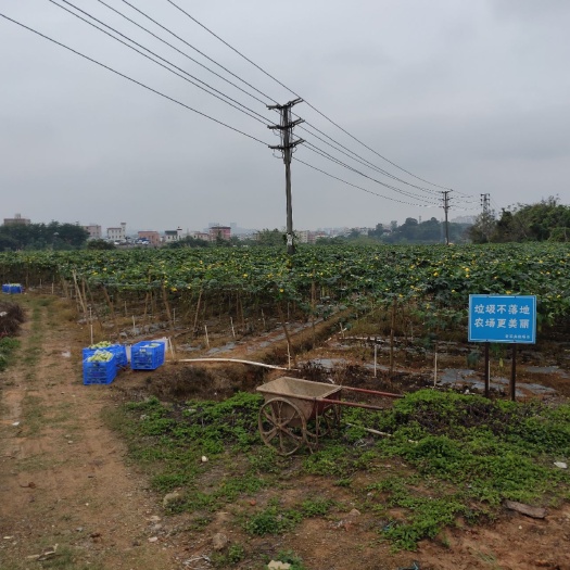 深圳白玉丝瓜长年供应 诚信合作 自家基地 价格优惠 欢迎老板咨询
