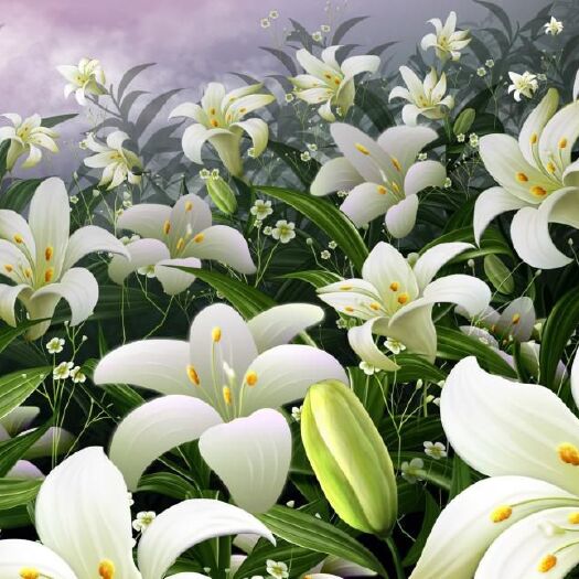沭阳县 香水百合花种球带芽四季好养活盆栽植物多花苞室内外绿植花卉种