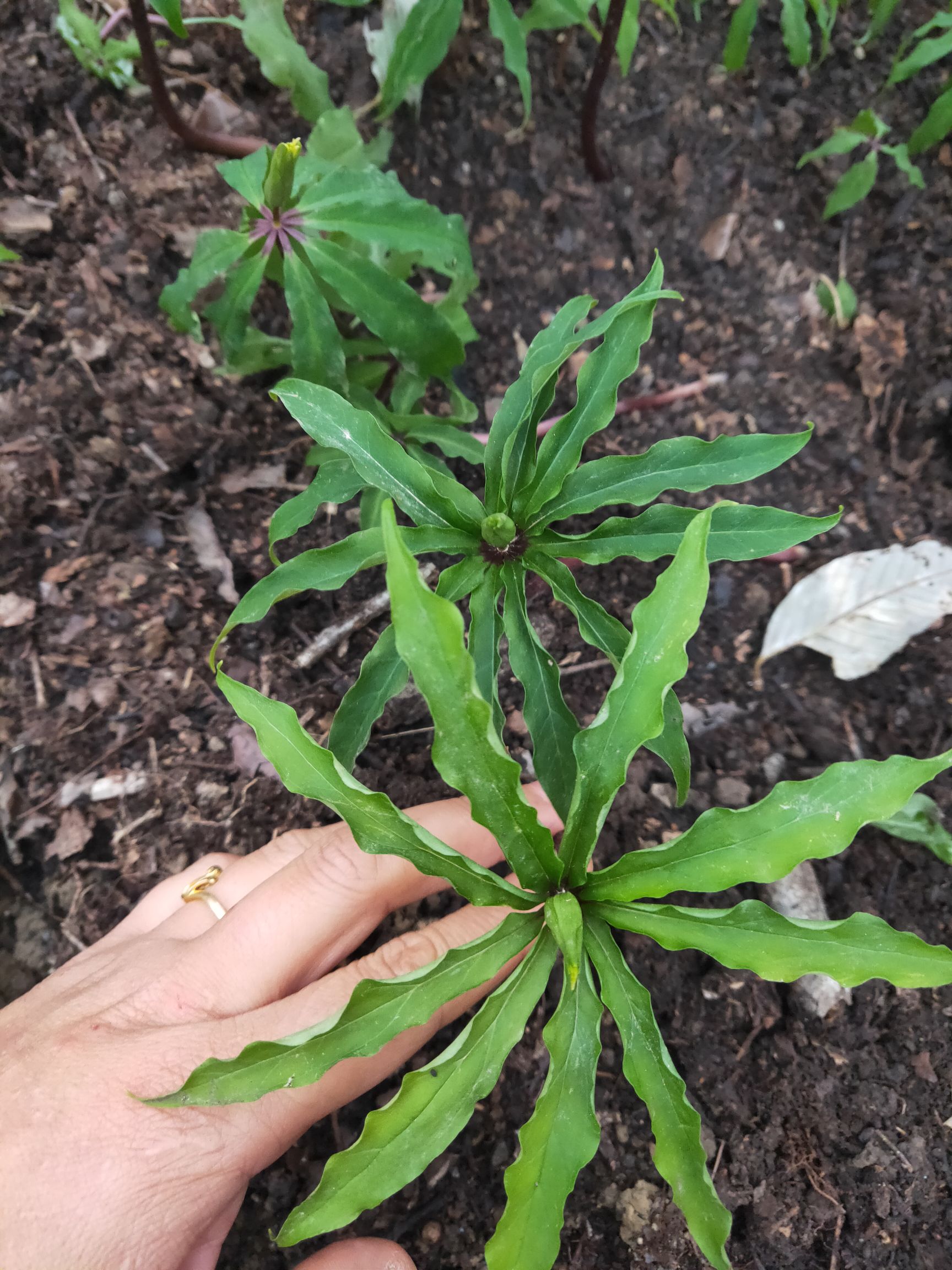 重楼种子 花卉苗七叶一枝花重楼苗灯台七阳台庭院盆栽地栽七叶莲