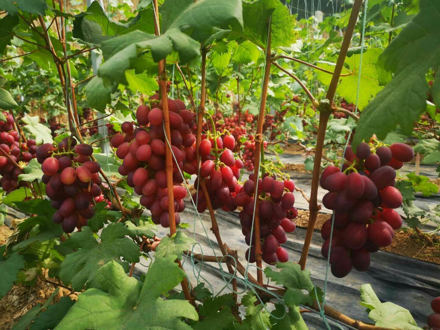 红提 1-1.5斤 5%以下 1次果