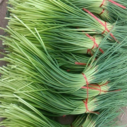 聊城【紫紅皮大蒜】【紅帽蒜薹】4月27號大量上貨！山東老李！