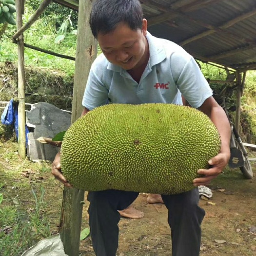 云浮广东波萝蜜 云浮树菠萝种植基地直销