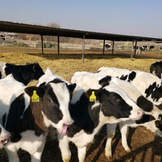 温宿县 大量出售荷斯坦奶牛