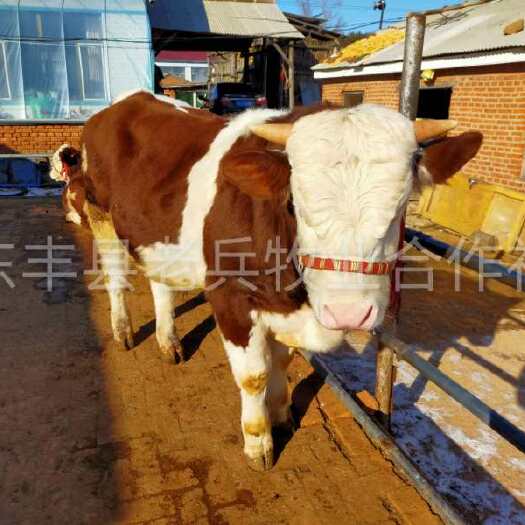 东丰县黄牛 吉林西门塔尔第四代精品