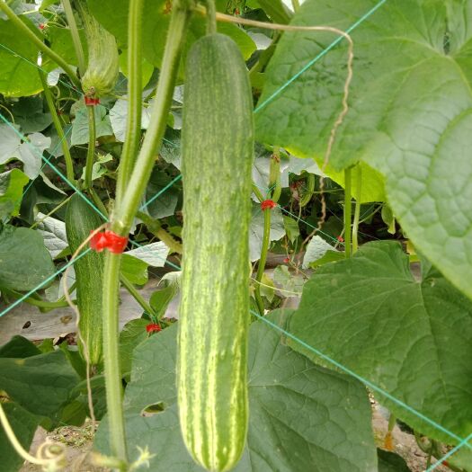 合江县 燕白黄瓜