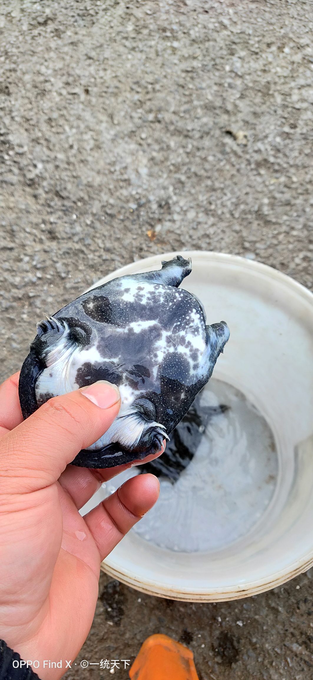 甲鱼苗 1-6个月