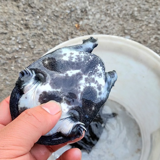 甲鱼苗 1-6个月