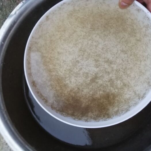 广州草鱼水花  草鱼苗水花鱼苗水花