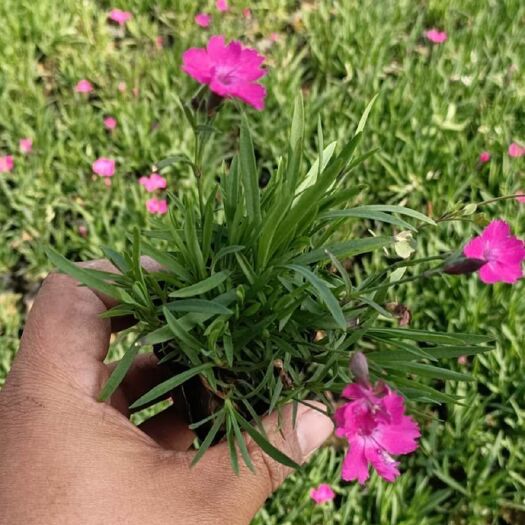 沐晨花卉种植基地，新上，石竹，欧石竹，五彩石竹等