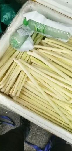 微山县蒲菜  四季供应物美价廉大量批发毛菜.净菜.真空包装的精品菜