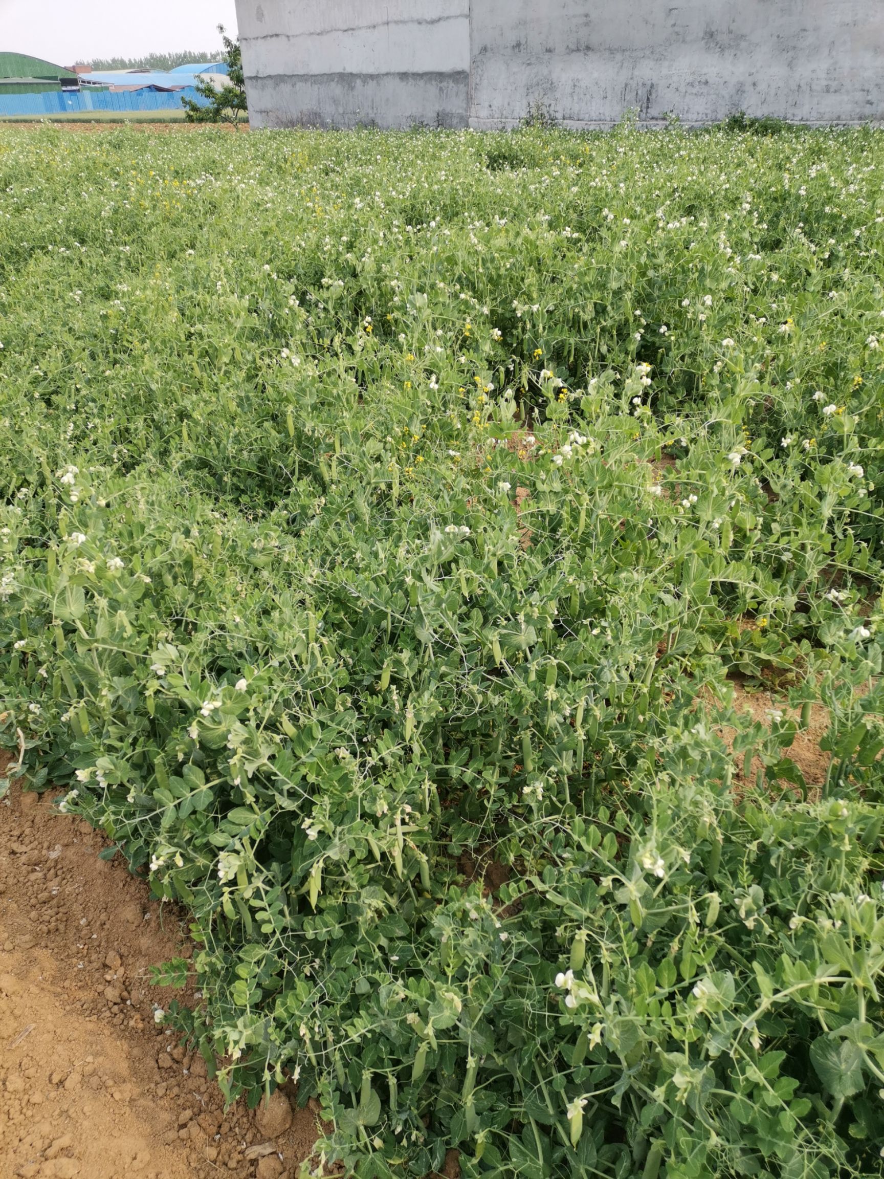 青豌豆 颗粒饱满，好吃美味！无农药，生态种植！都是个体户种植保证质量