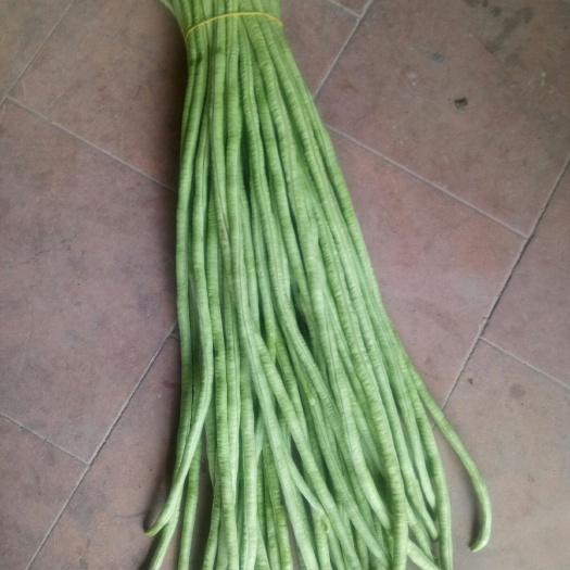 合浦县 自产自销豆角。