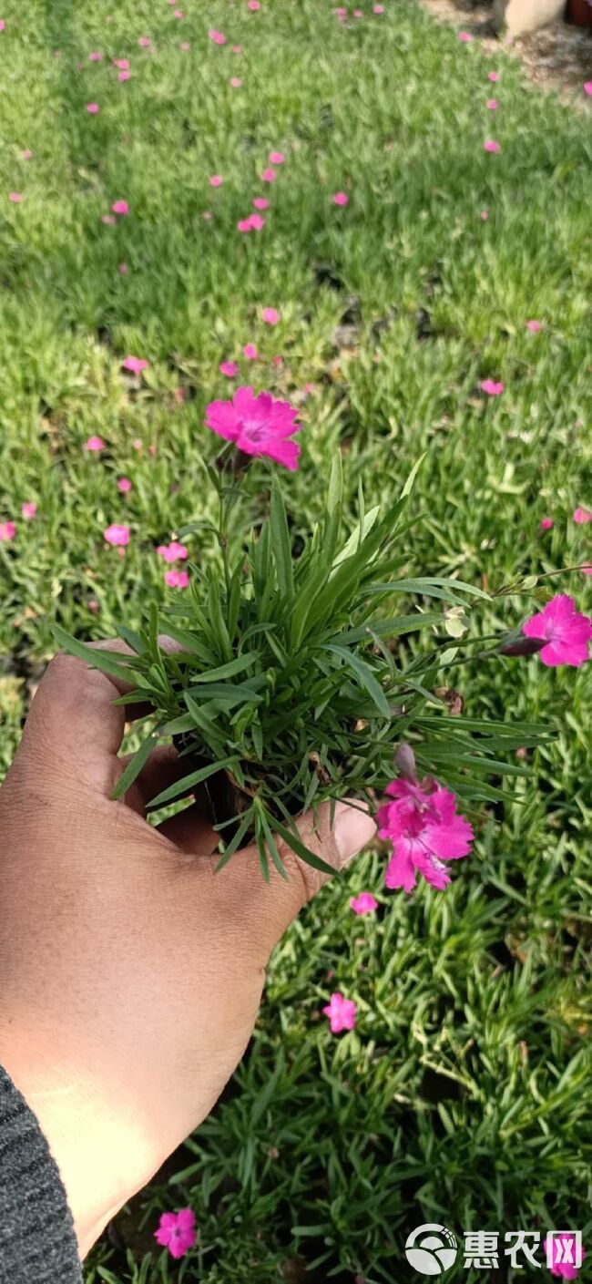 沐晨花卉种植基地，新上，石竹，欧石竹，五彩石竹等