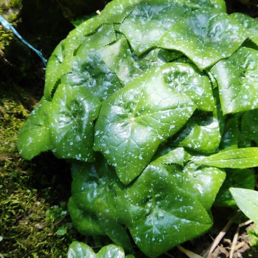 恩施市八角莲 珍惜八角连金魁莲庭院阳台花卉观赏植物 盆栽地栽 现挖易成活