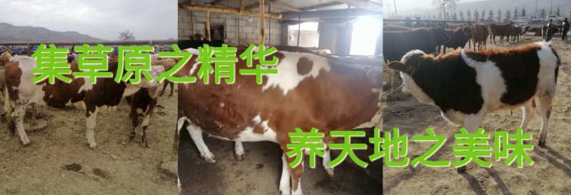 礼县西门塔尔牛 货真价实，货不府包赔，价格不实包赔，放心来选购