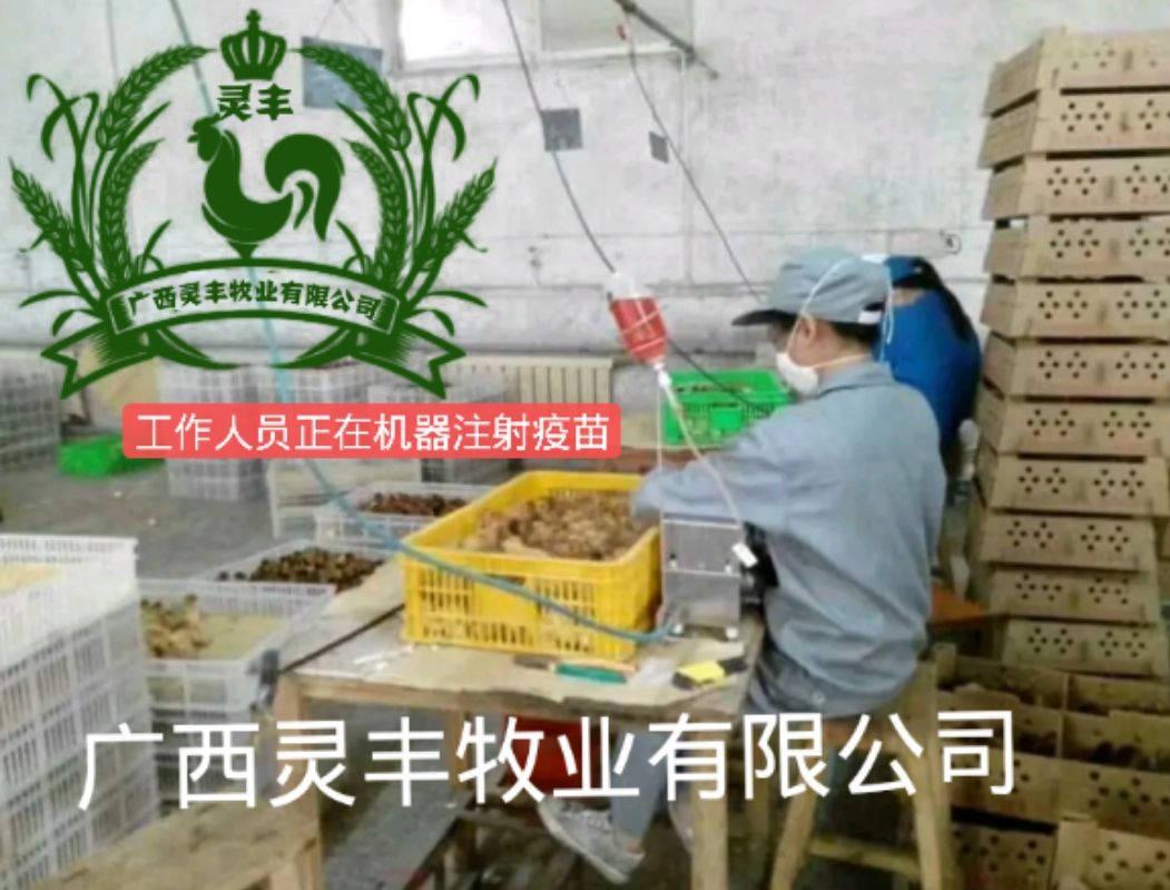 乌骨鸡苗  竹丝鸡苗 白凤乌鸡苗，包运输成活，灵丰孵化场供应