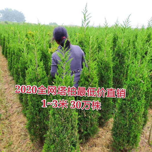 来安县2021塔柏产地 2米塔柏价格 塔柏小苗量大从优