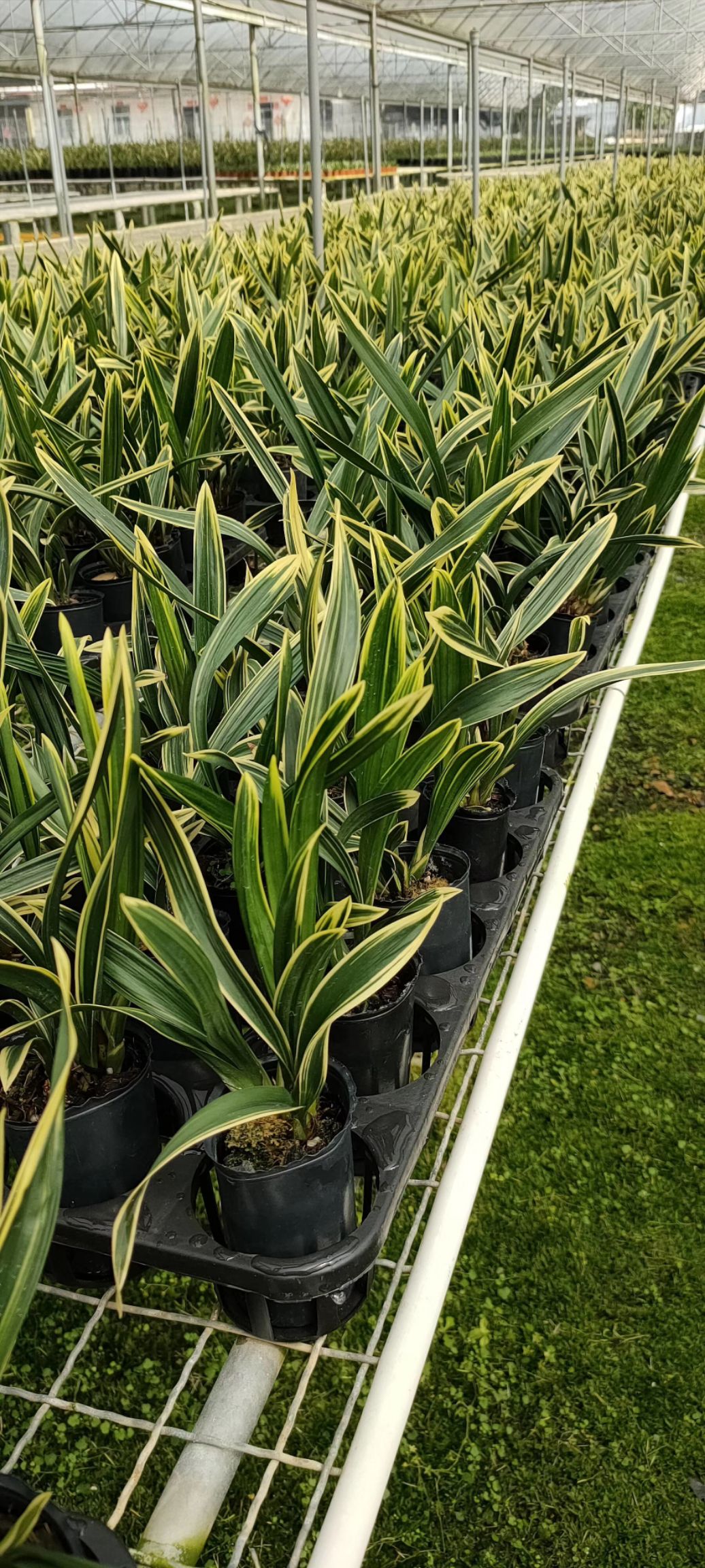  兰花墨红花兰叶艺东方红神荷