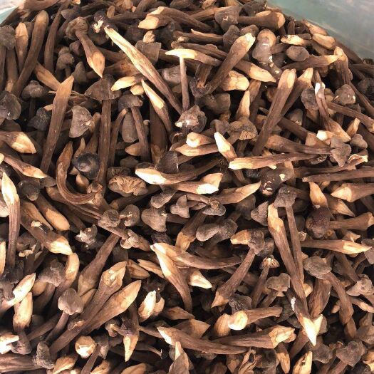 北京 黑皮鸡枞菌大量供应