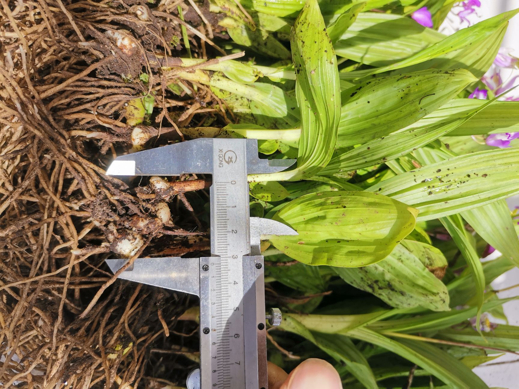  紫花三叉白芨苗