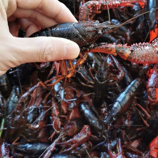金湖县江苏金湖龙虾 【金湖本地龙虾】规格齐全，货源充足，保质保量，塘口直接发货。
