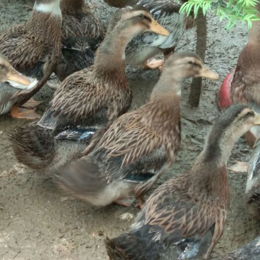 衡阳肉鸭 4-5斤 统货 全散养